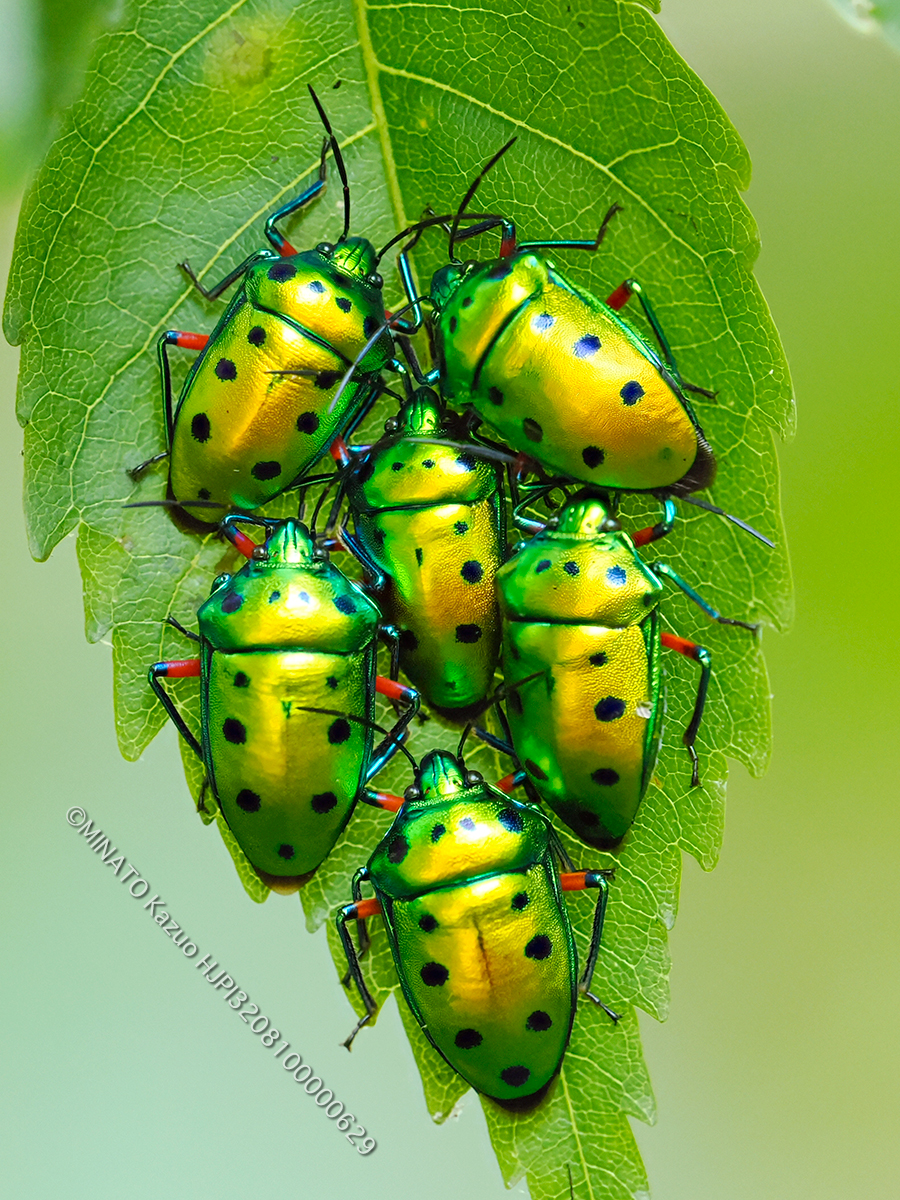 ナナホシキンカメムシ