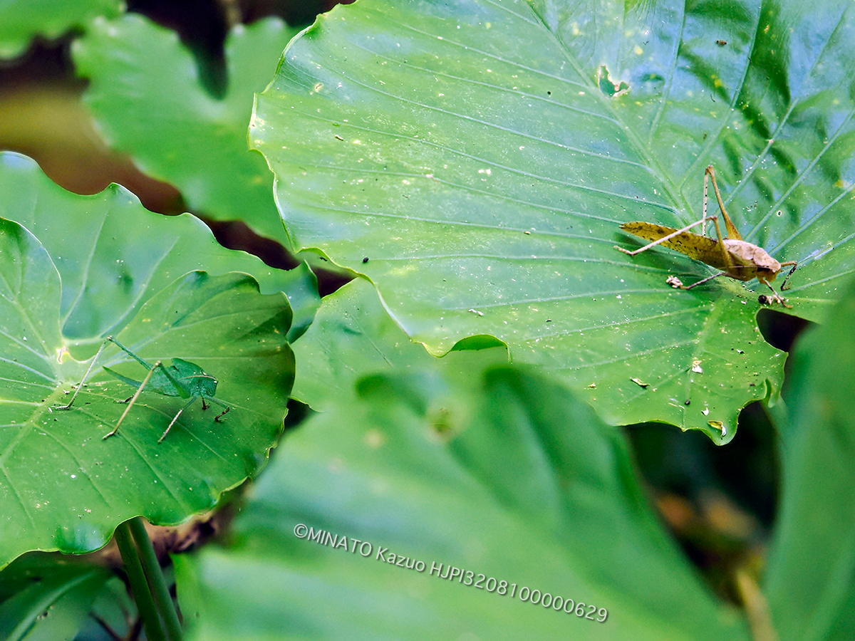 タイワンクツワムシ