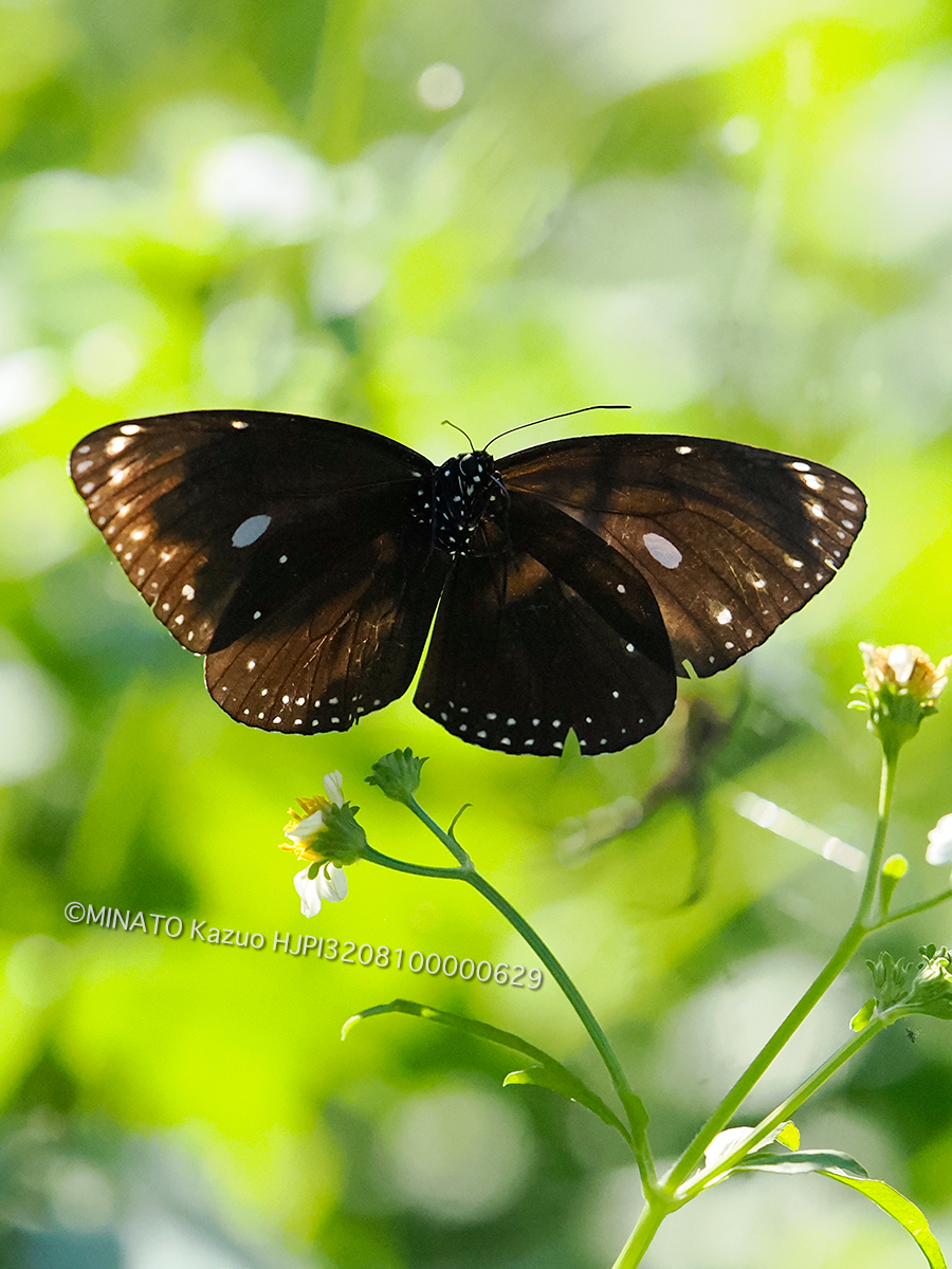 マルバネルリマダラ