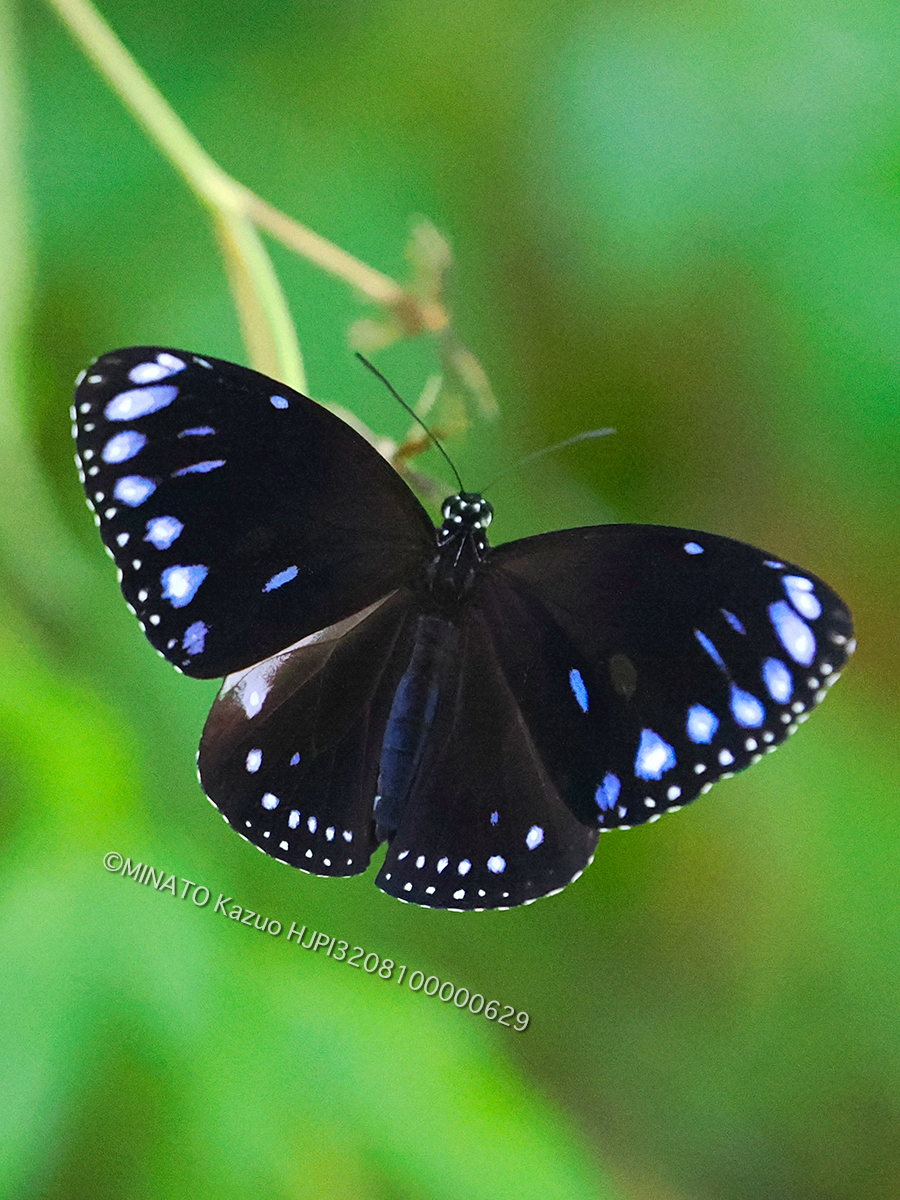 マルバネルリマダラ