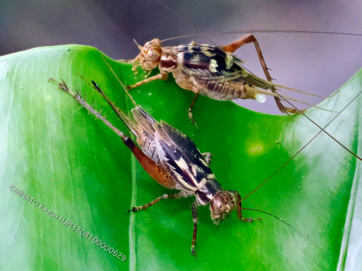 マダラマツムシ求愛行動