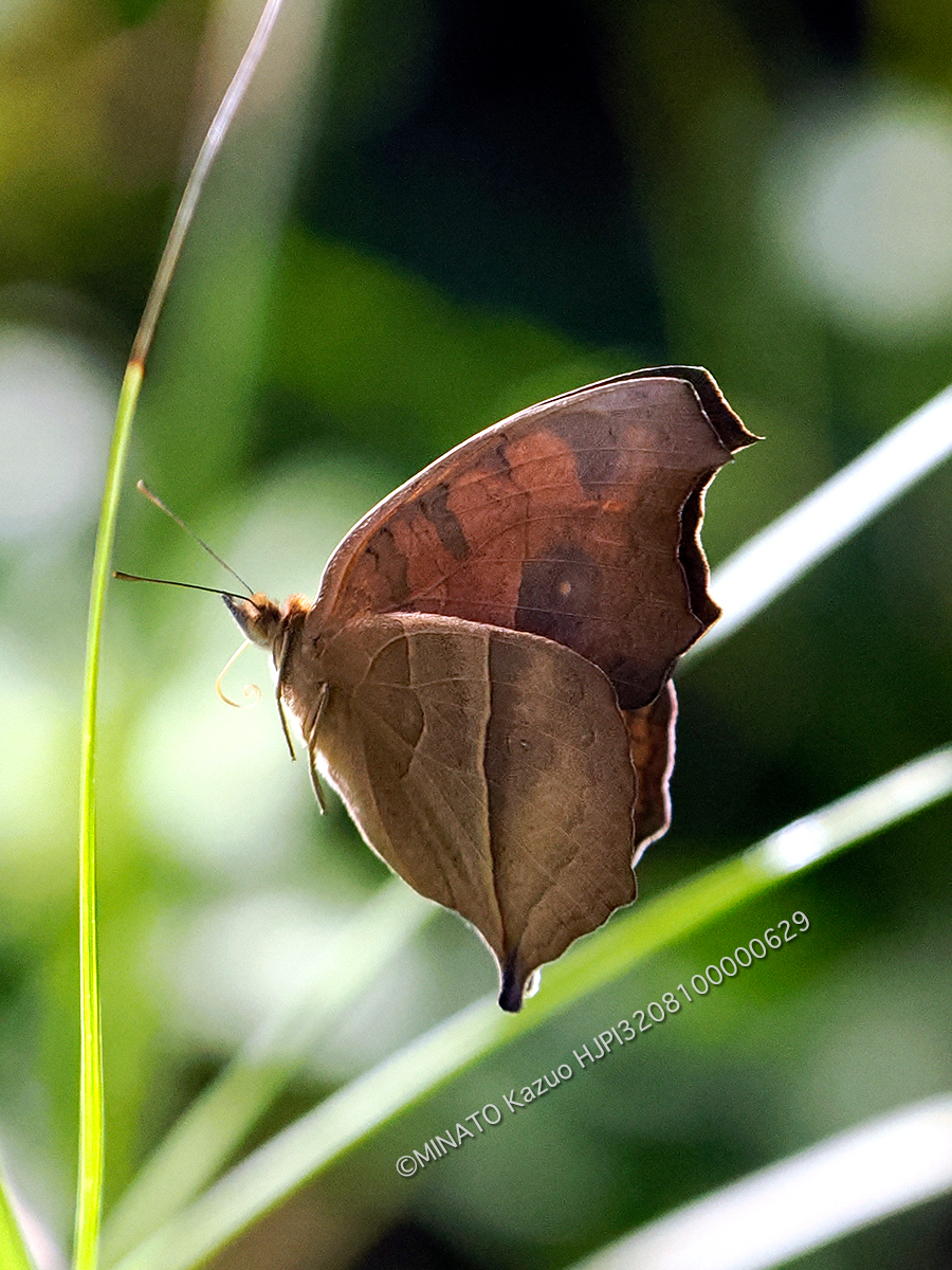 タテハモドキ秋型
