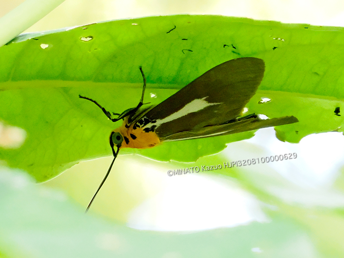 シロスジヒトリモドキ