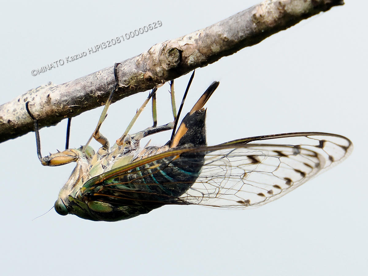 オオシマゼミ産卵