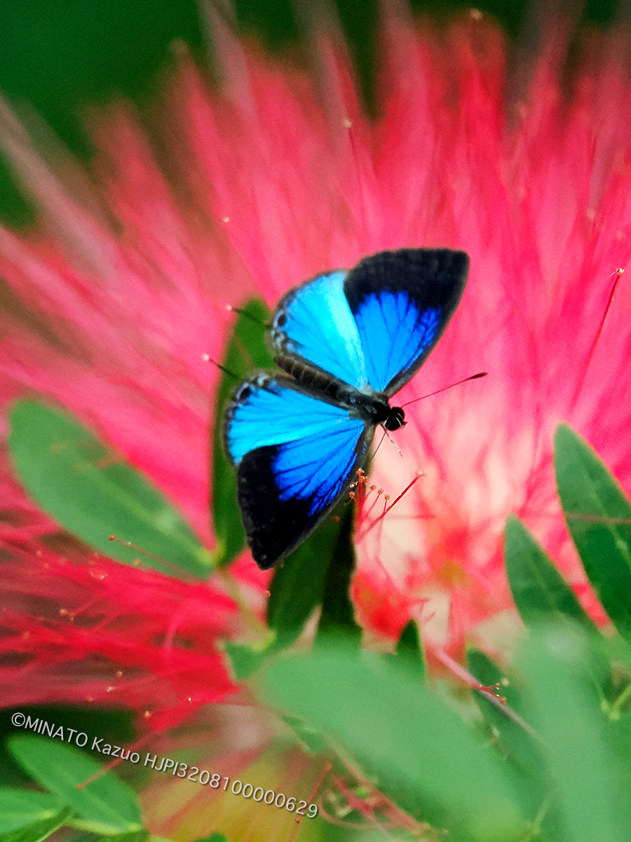 ルリウラナミシジミ