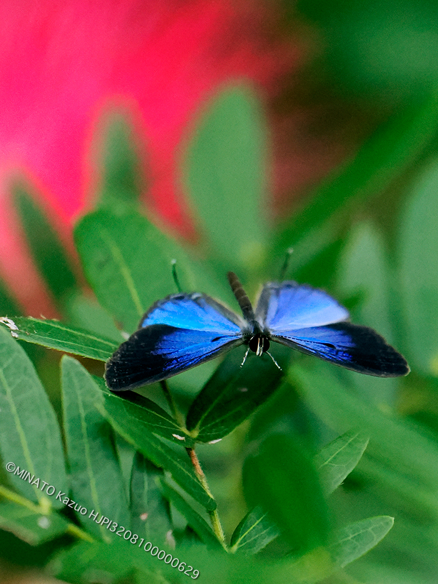 ルリウラナミシジミ
