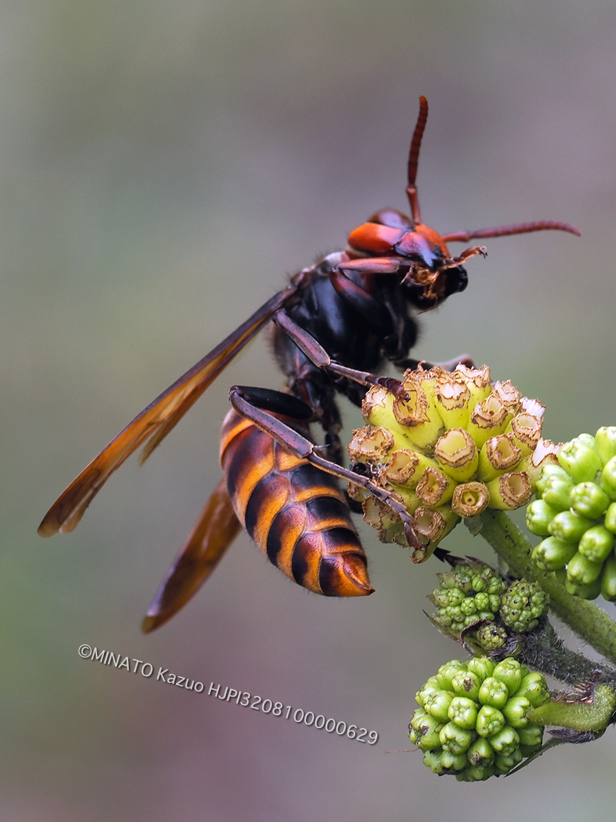 コガタスズメバチ