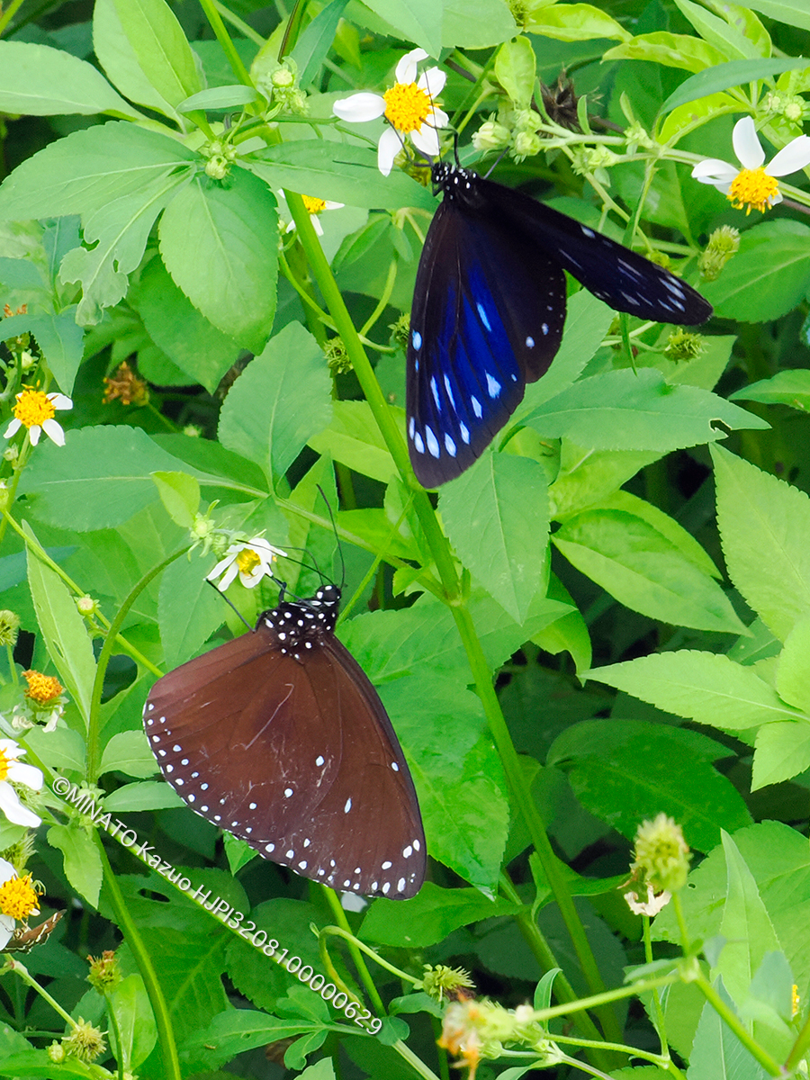 マルバネルリマダラ