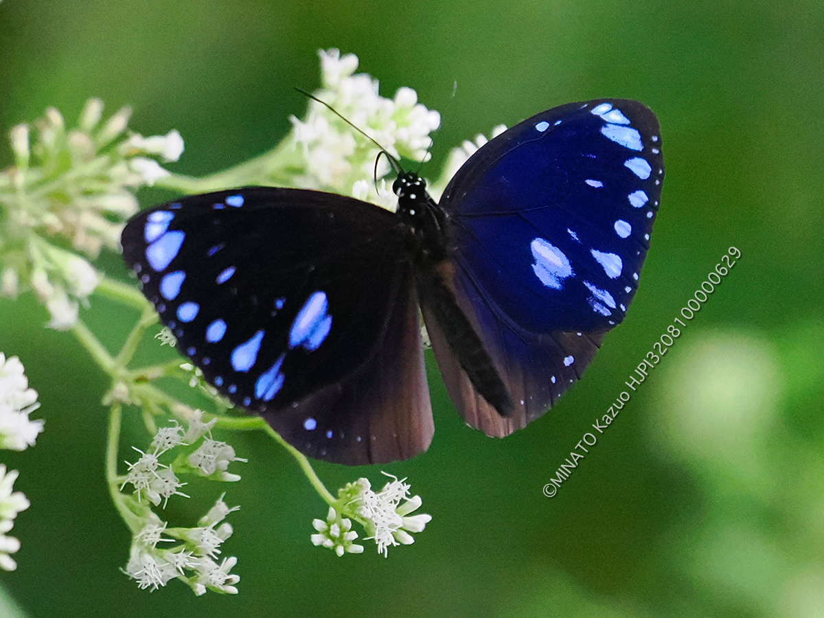 マルバネルリマダラ