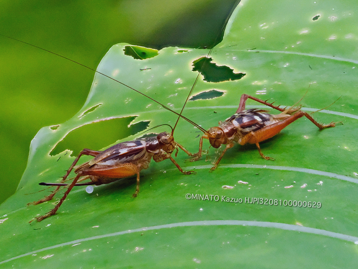 マダラマラツムシ