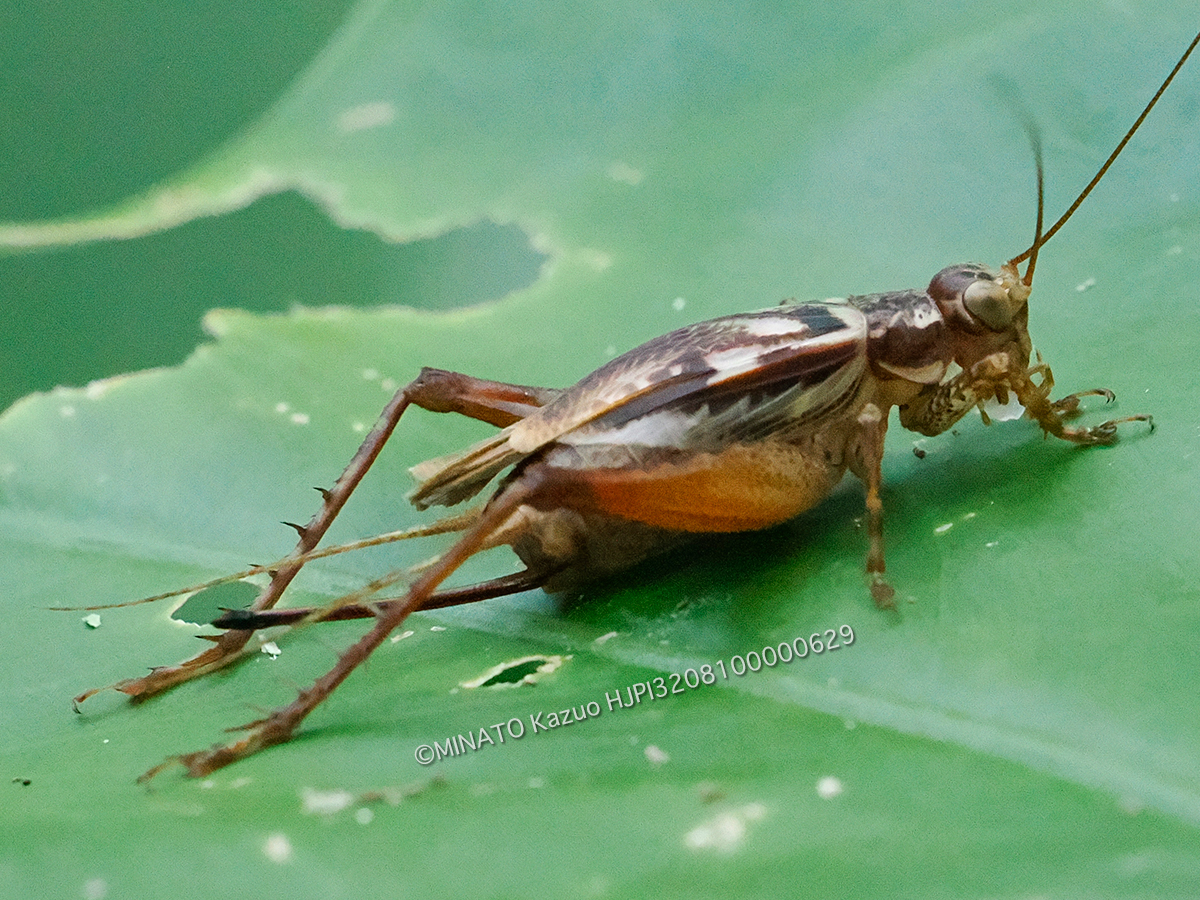 マダラマツムシ