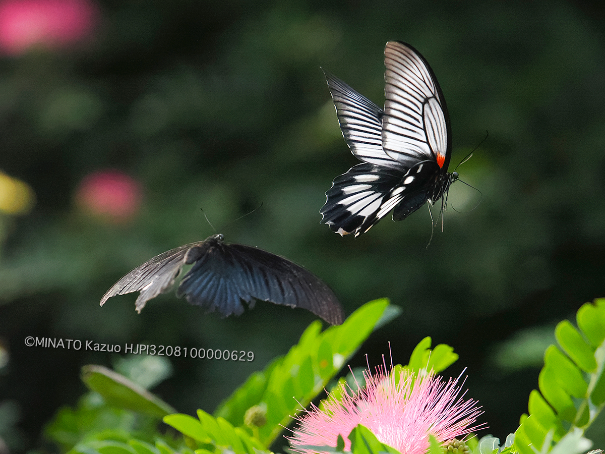 ナガサキアゲハ雌雄