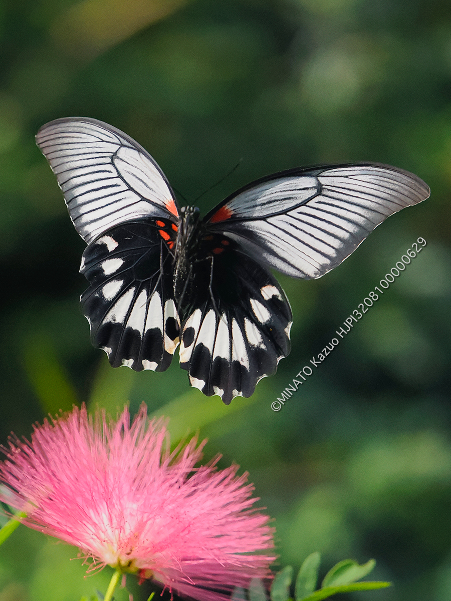 ナガサキアゲハ雌