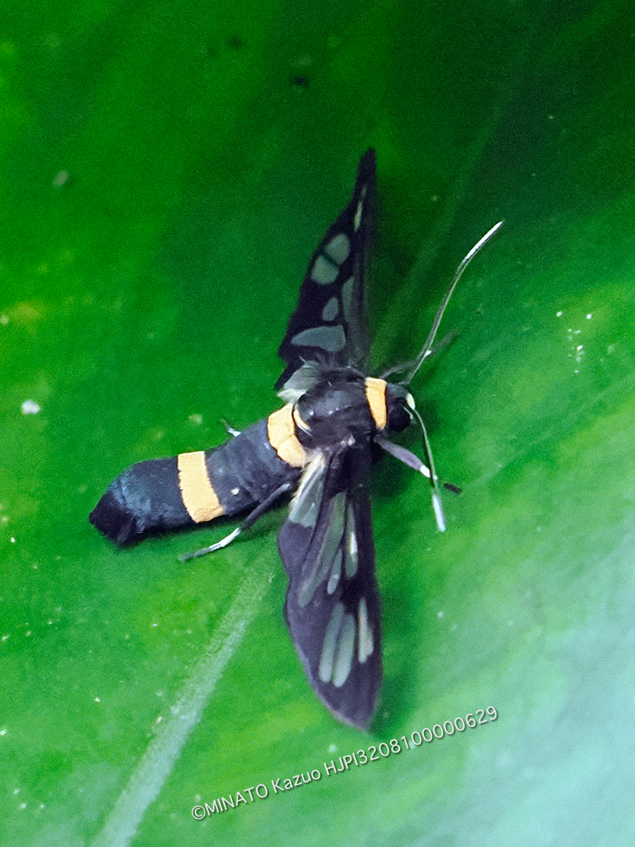 ムラマツカノコ