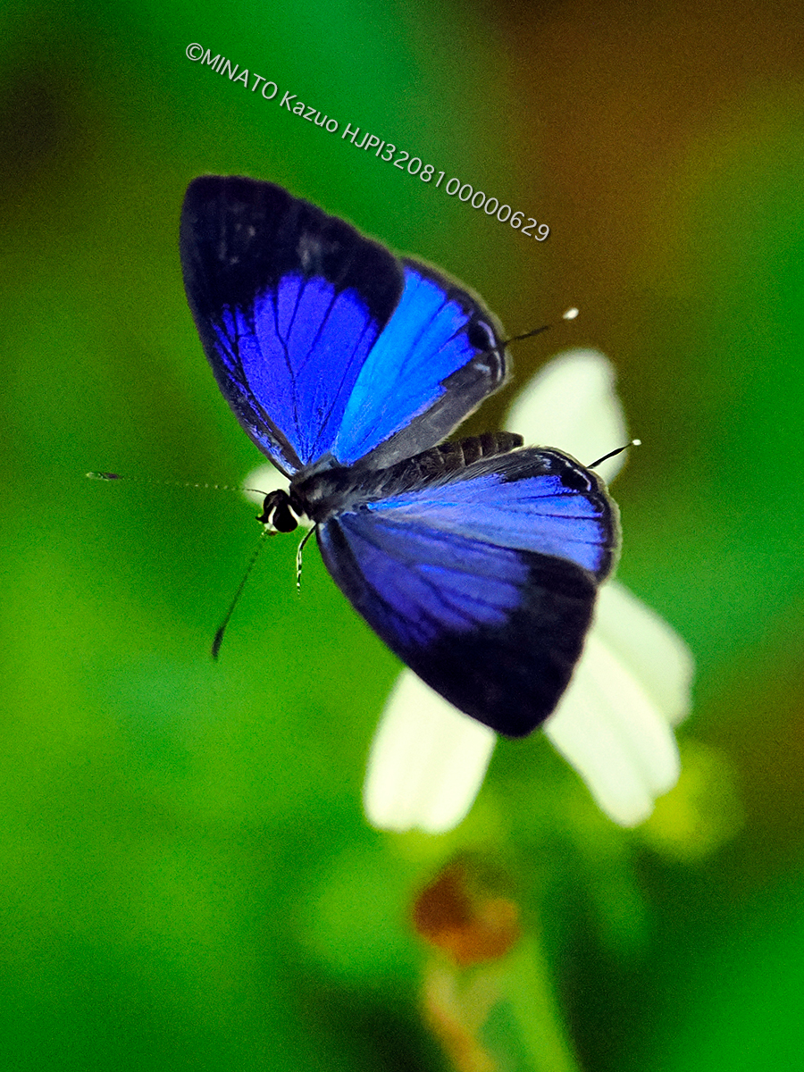 ルリウラナミシジミ