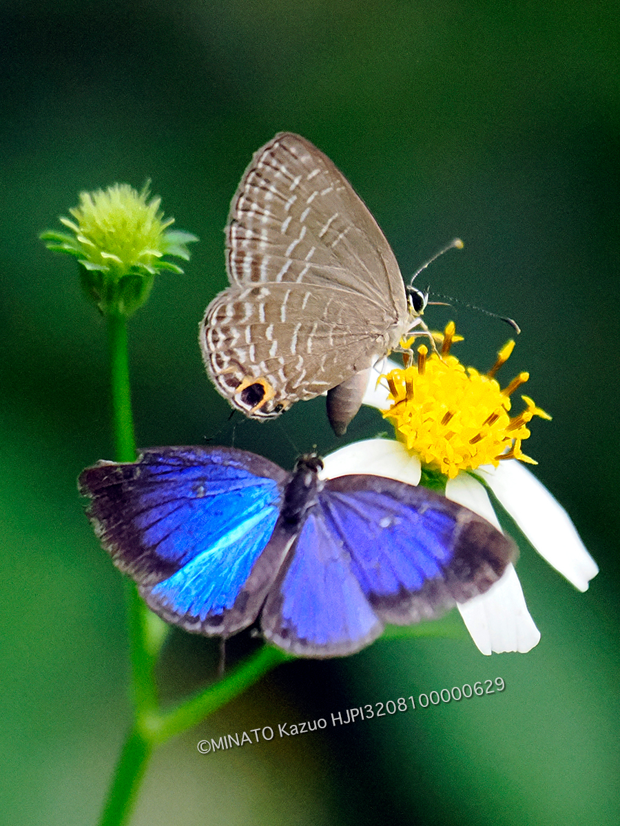 ルリうラナミシジミ