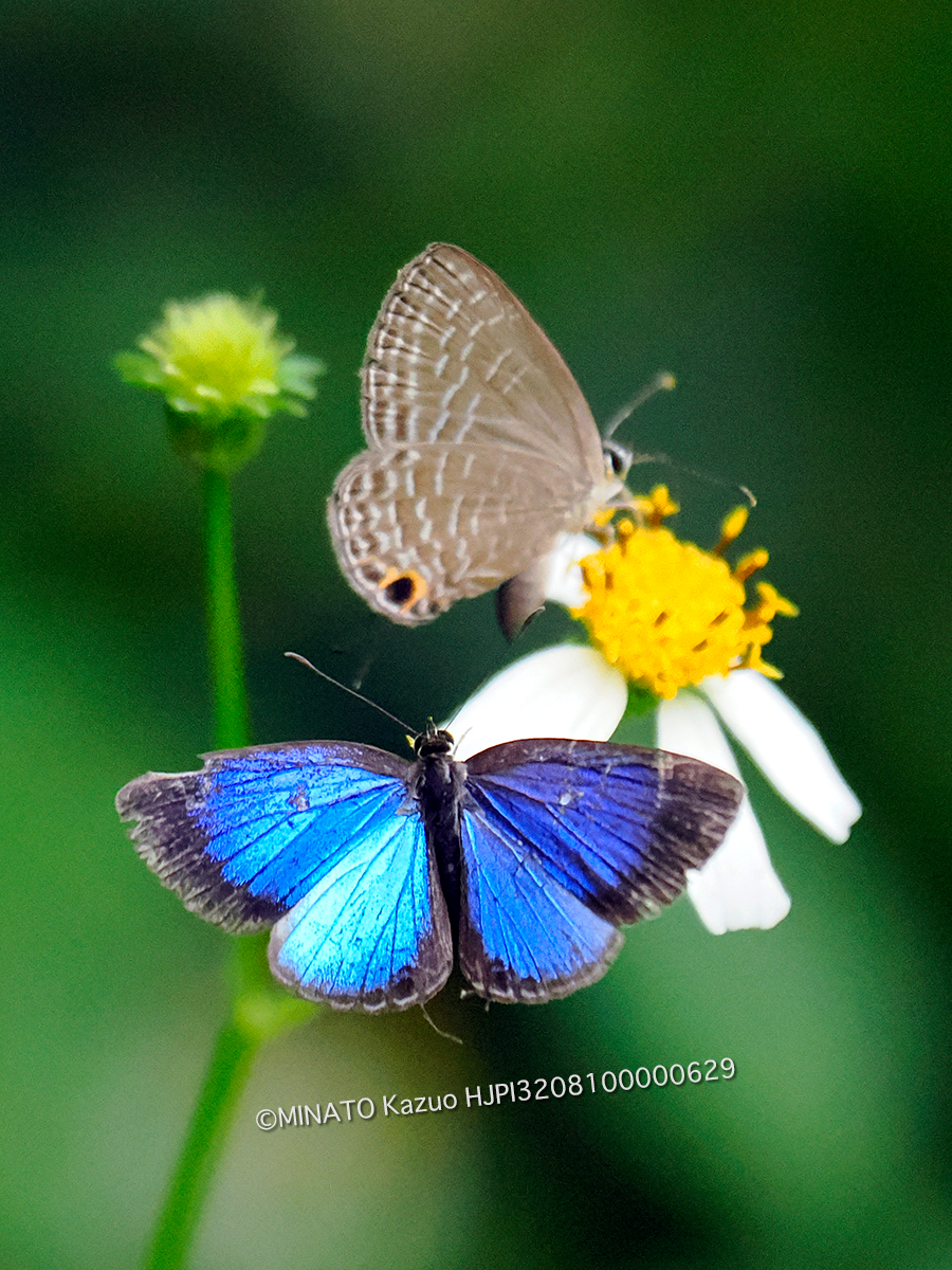 ルリウラナミシジミ