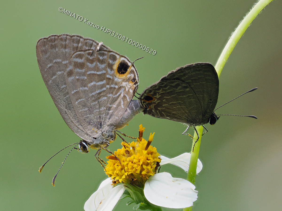 ルリウラナミシジミ交尾ペア