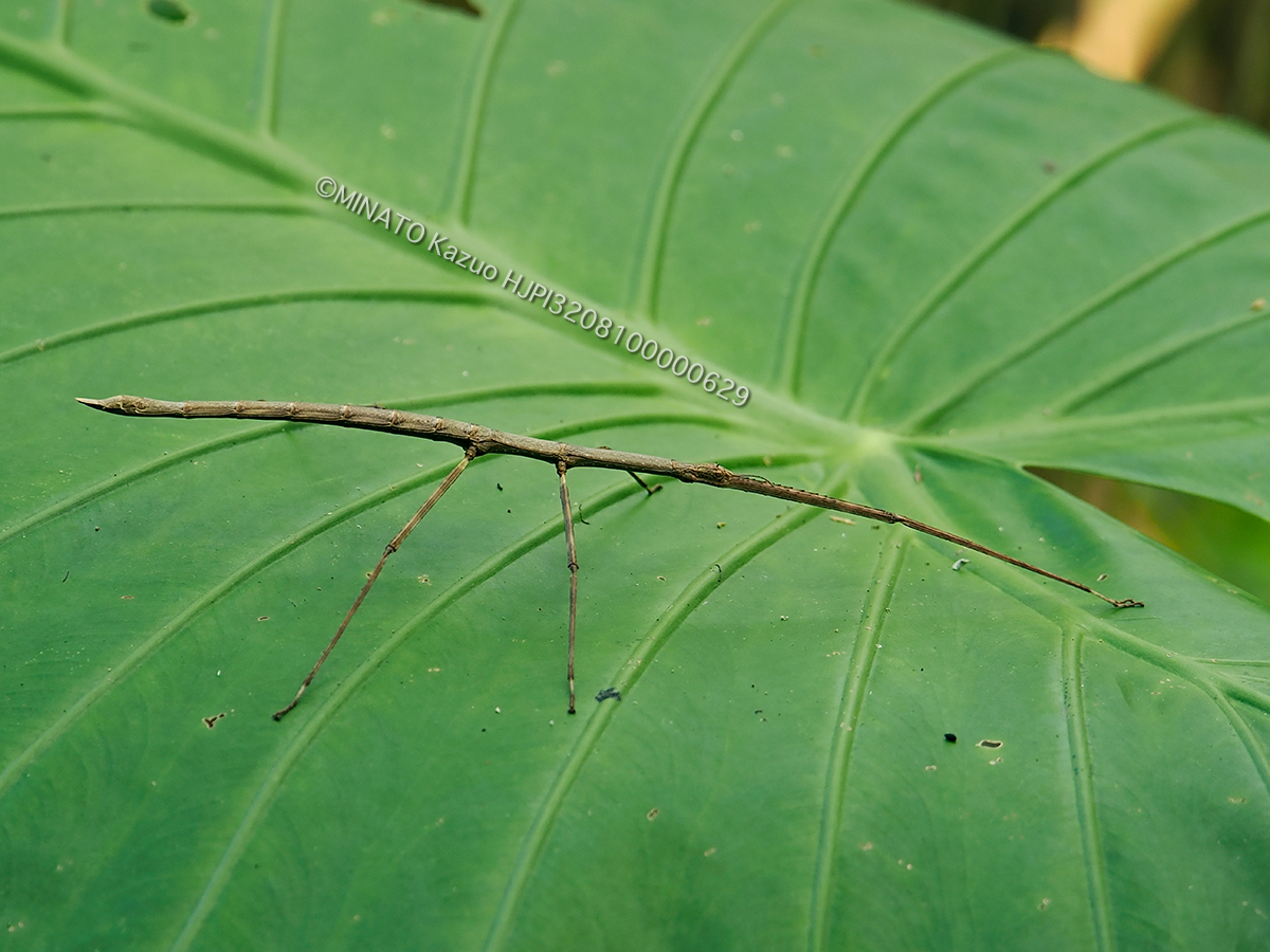 アマミナナフシ雌