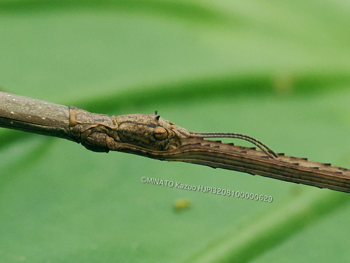 アマミナナフシ雌