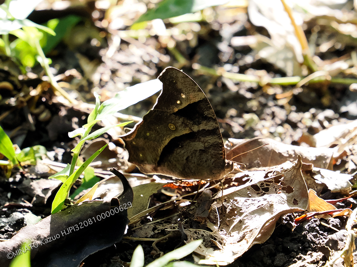 ウスイロコノマチョウ冬型