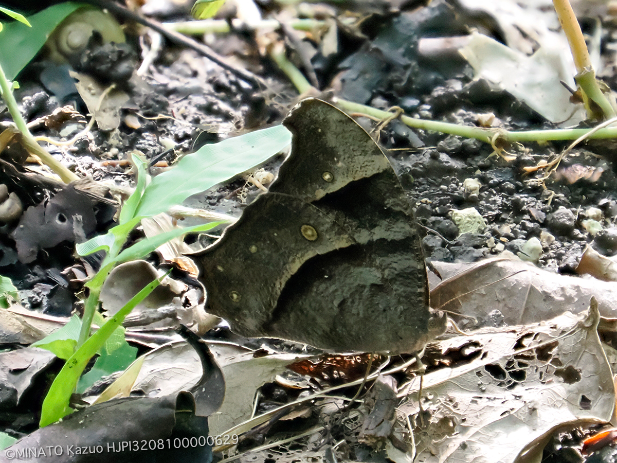 ウスイロコノマチョウ冬型