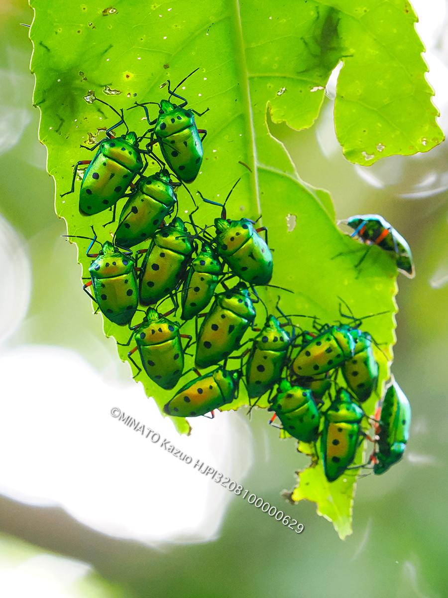 ナナホシキンカメムシ越冬集団