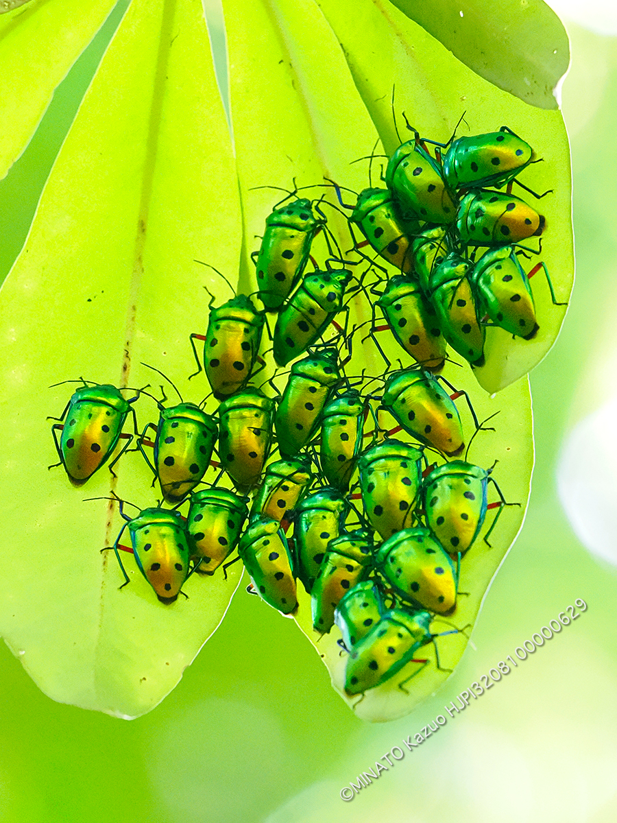 ナナホシキンカメムシ越冬集団