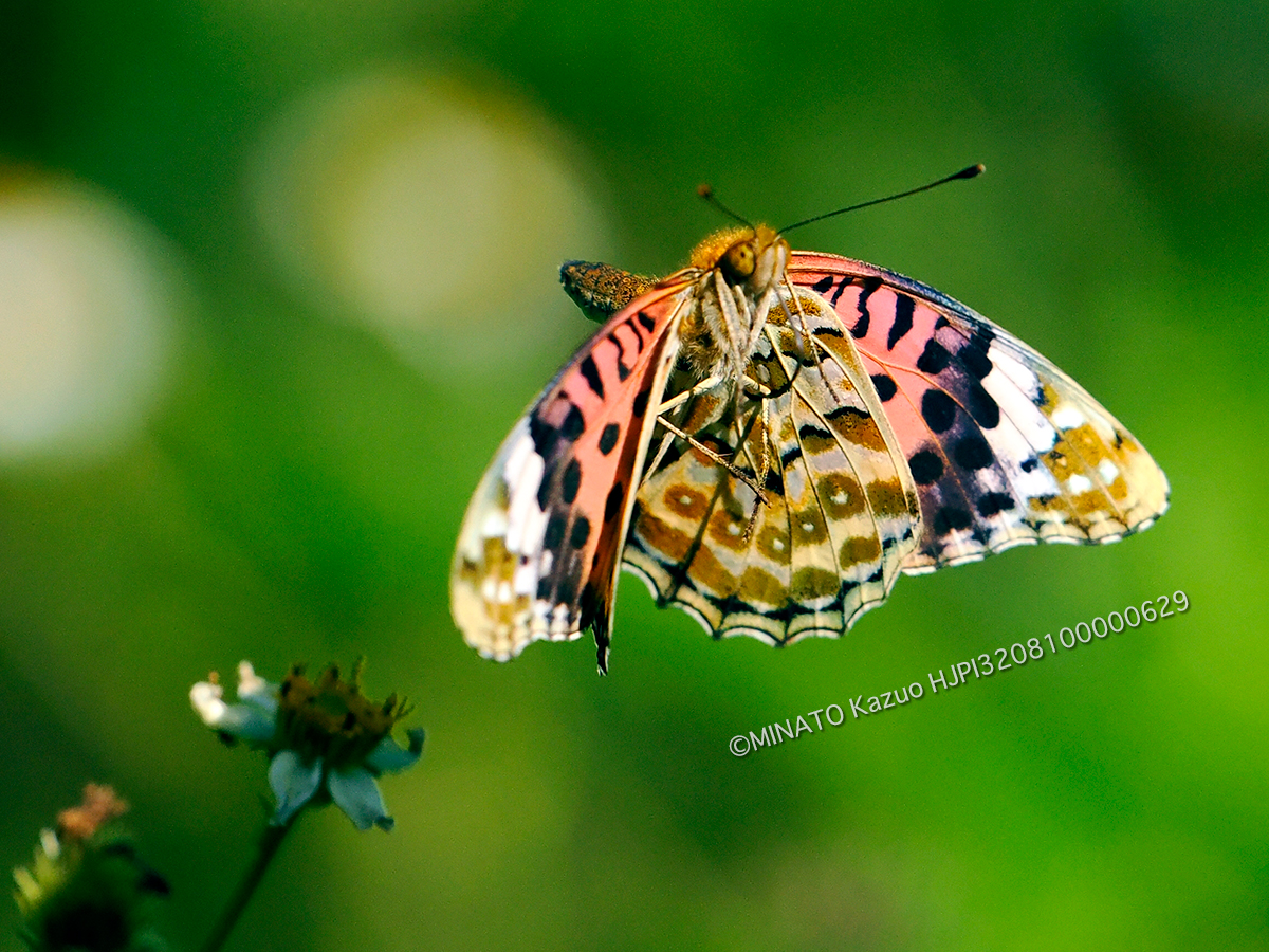 ツマグロhヨウモン雌