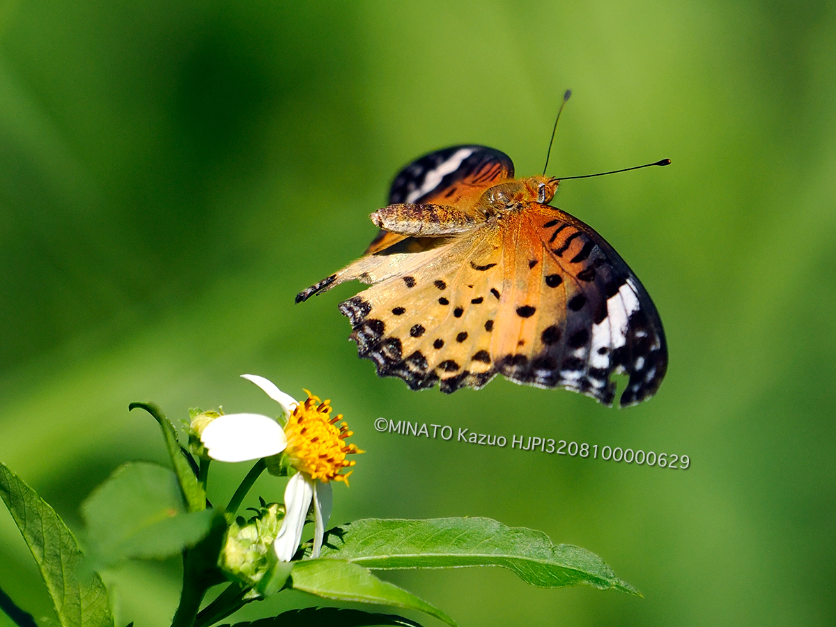 ツマグロhヨウモン雌