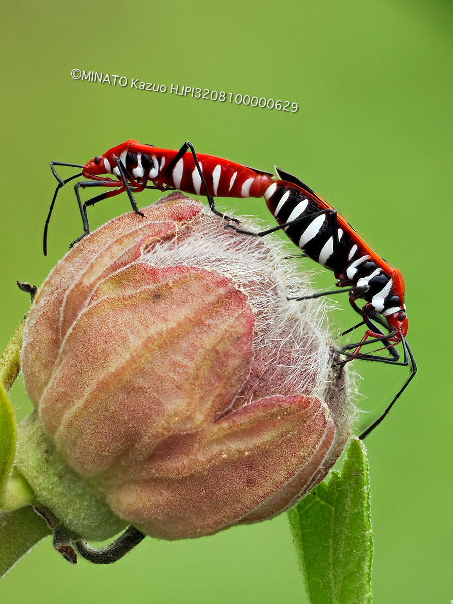 アカホシカメムシ