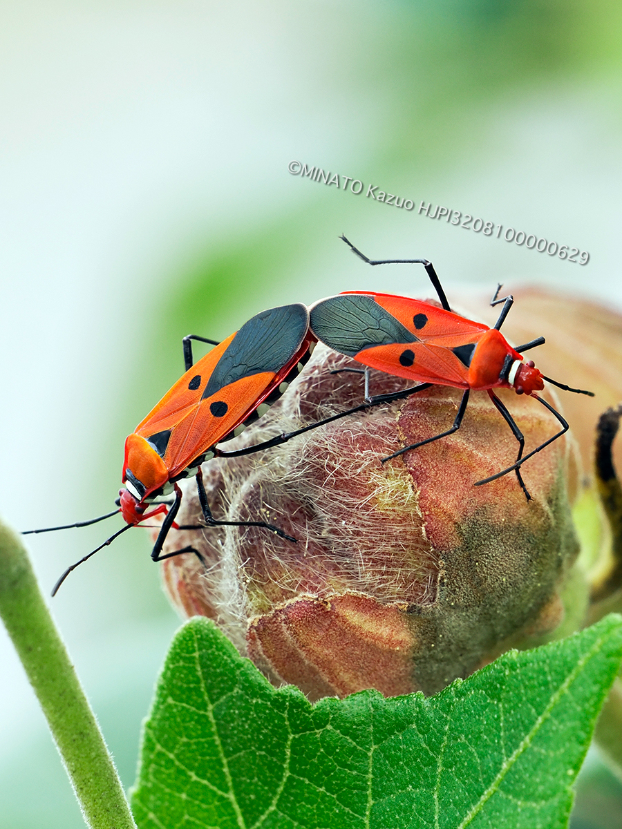 アカホシカメムシ