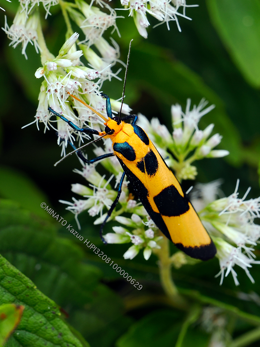 ルリモンホソバ