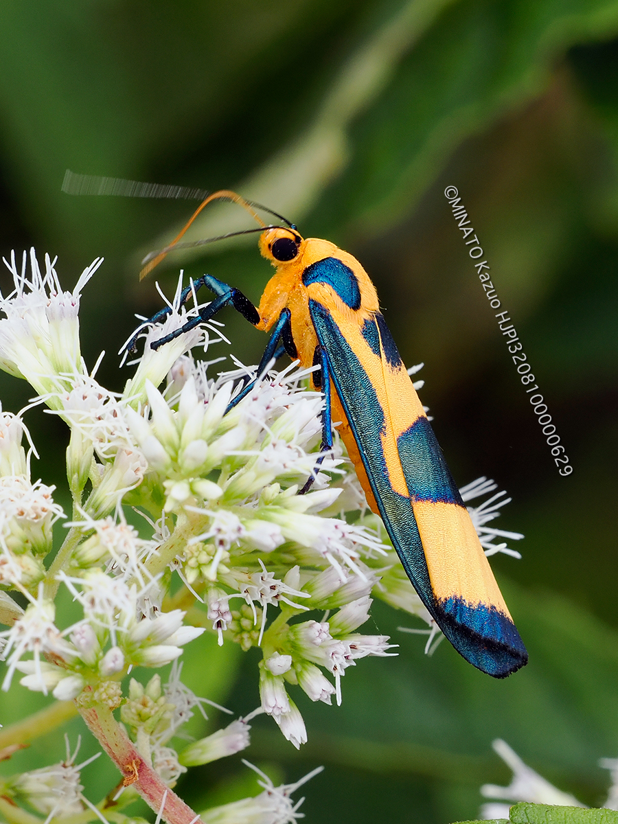 ルリモンホソバ