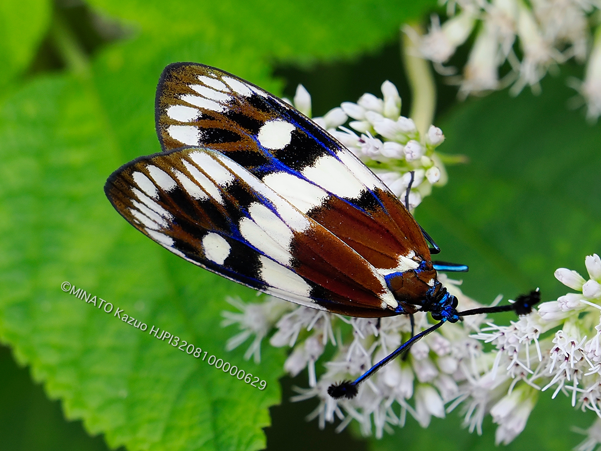 オキナワルリチラシ