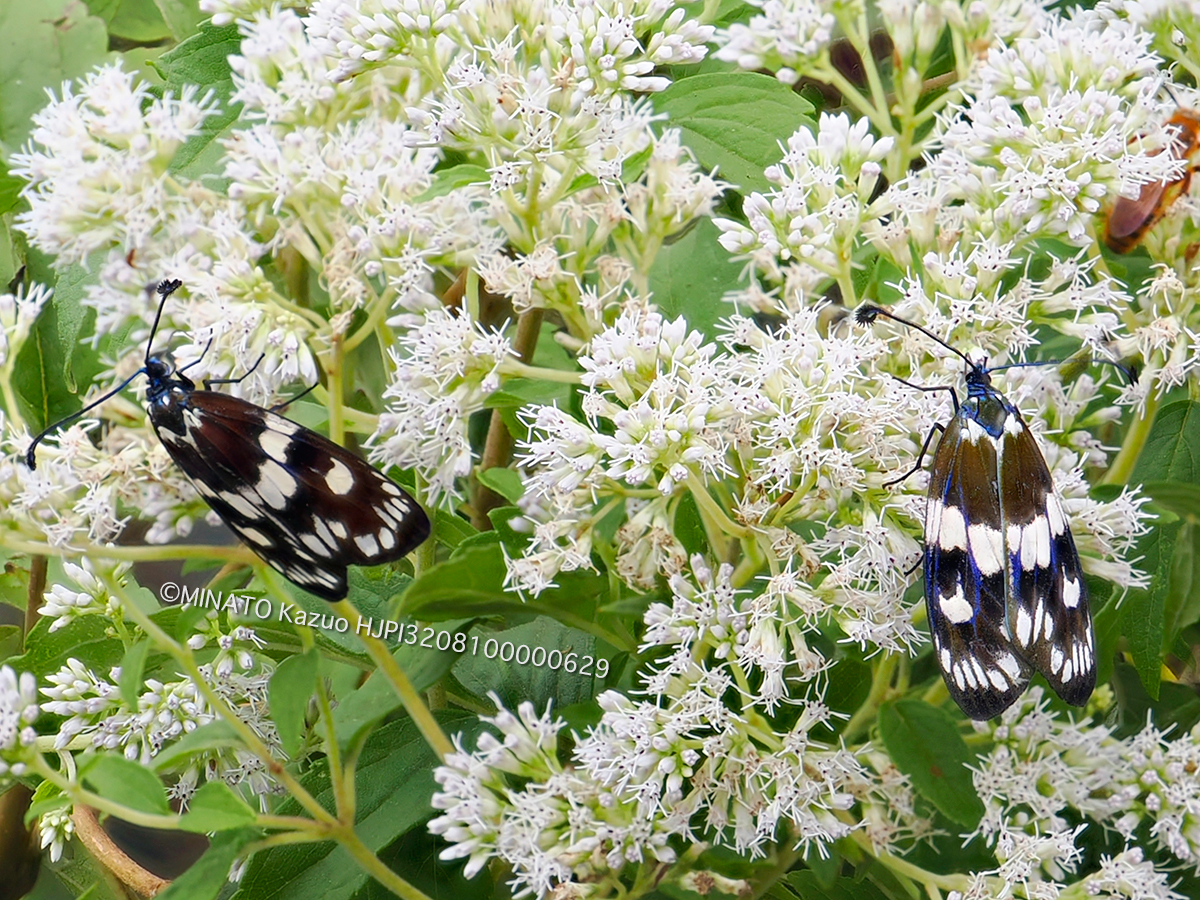 オキナワルリチラシ