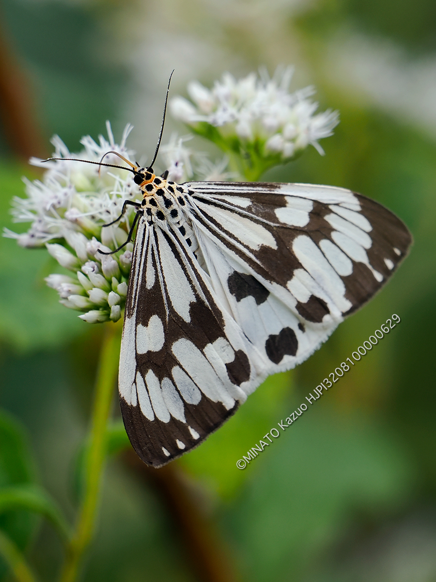 モンシロモドキ