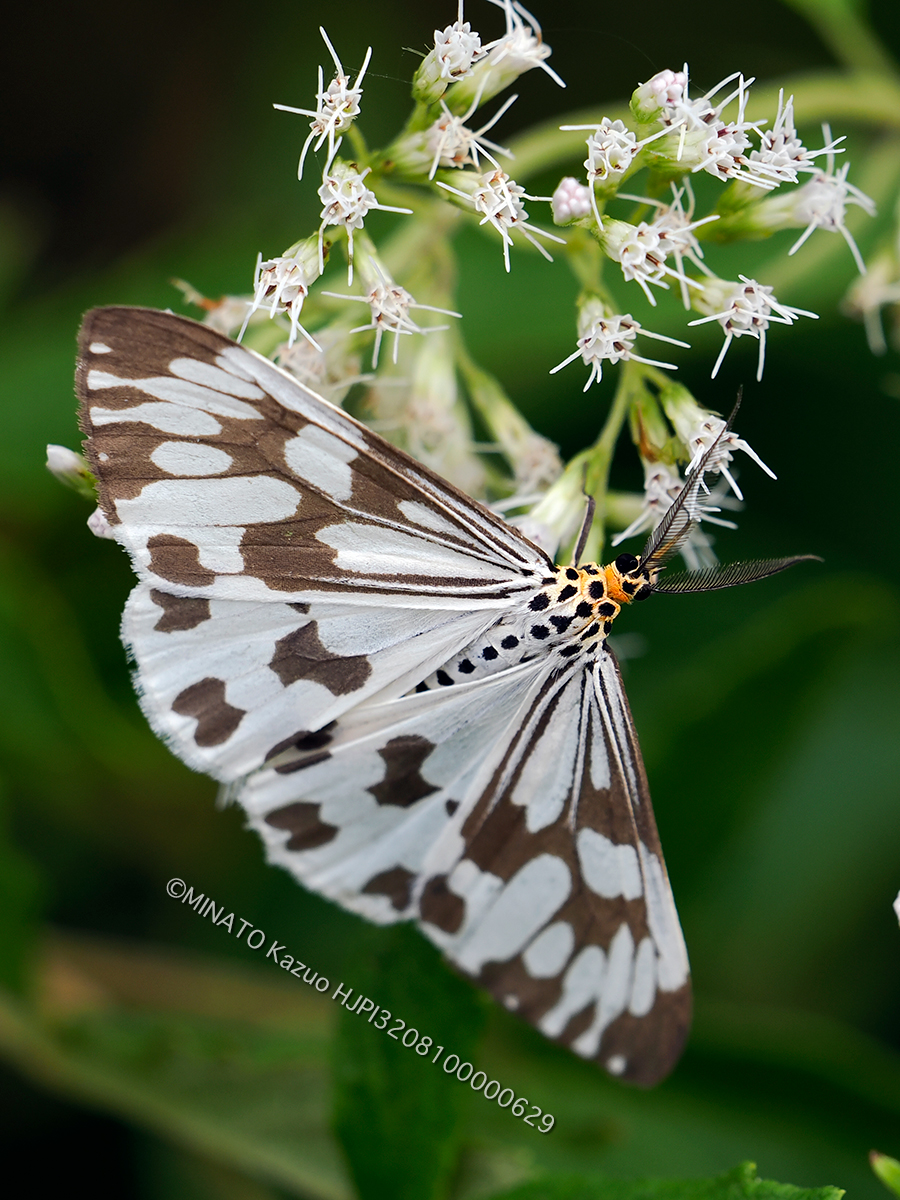 モンシロモドキ