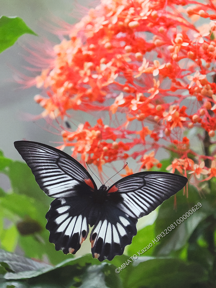 ナガサキアゲハ雌