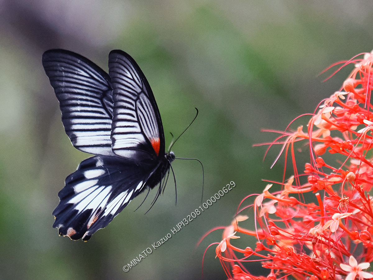 ナガサキアゲハ雌