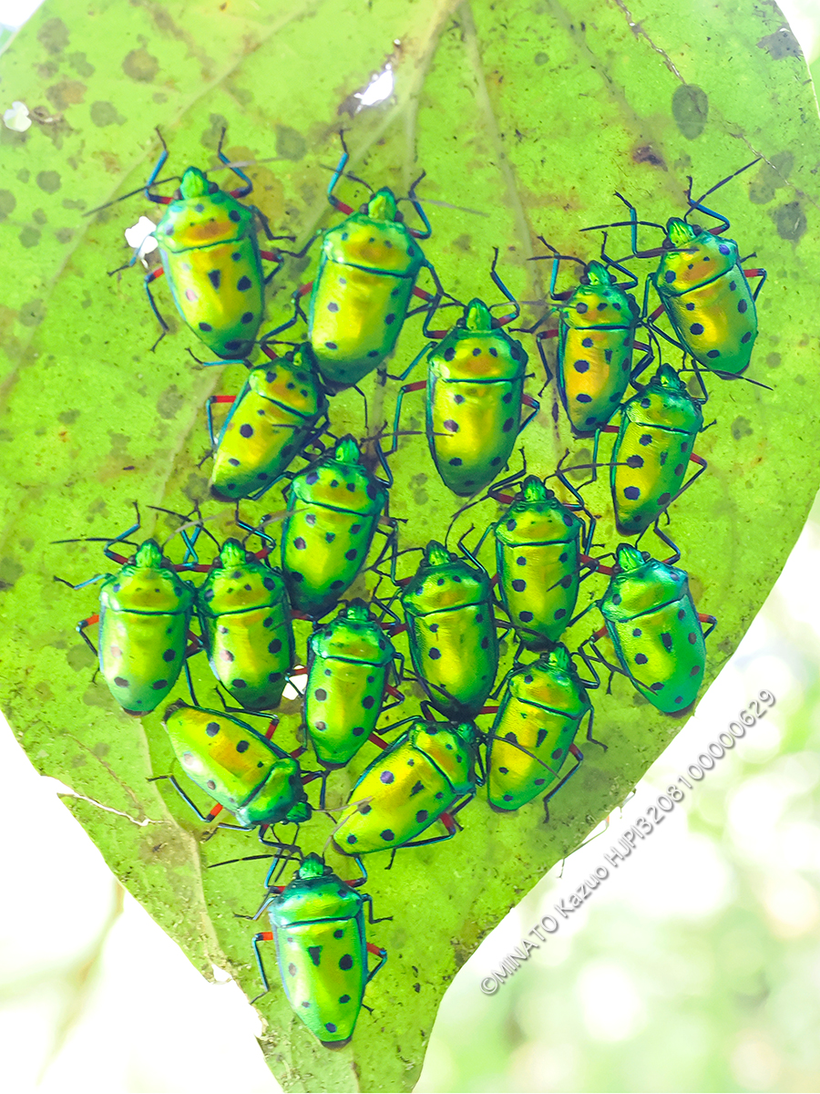 ナナホシキンカメムシ越冬集団