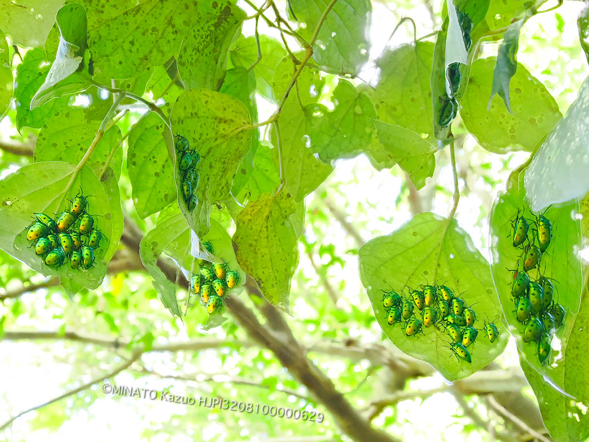 ナナホシキンカメムシ越冬集団