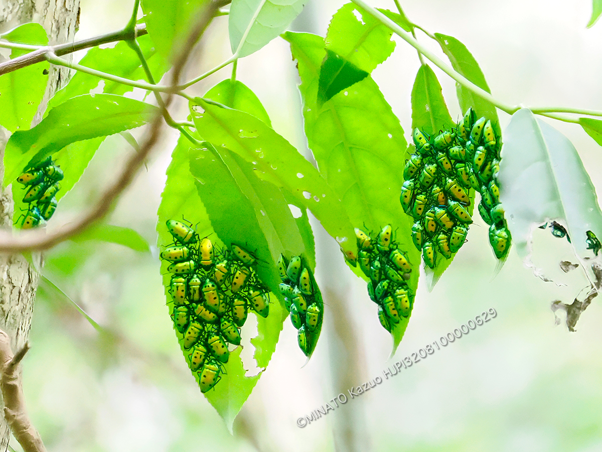 ナナホシキンカメムシ越冬集団