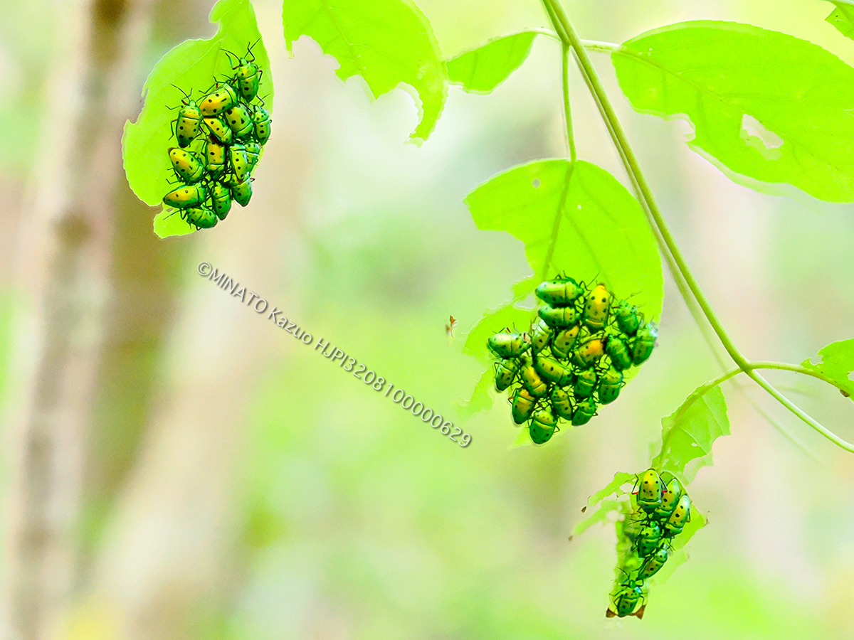 ナナホシキンカメムシ越冬集団