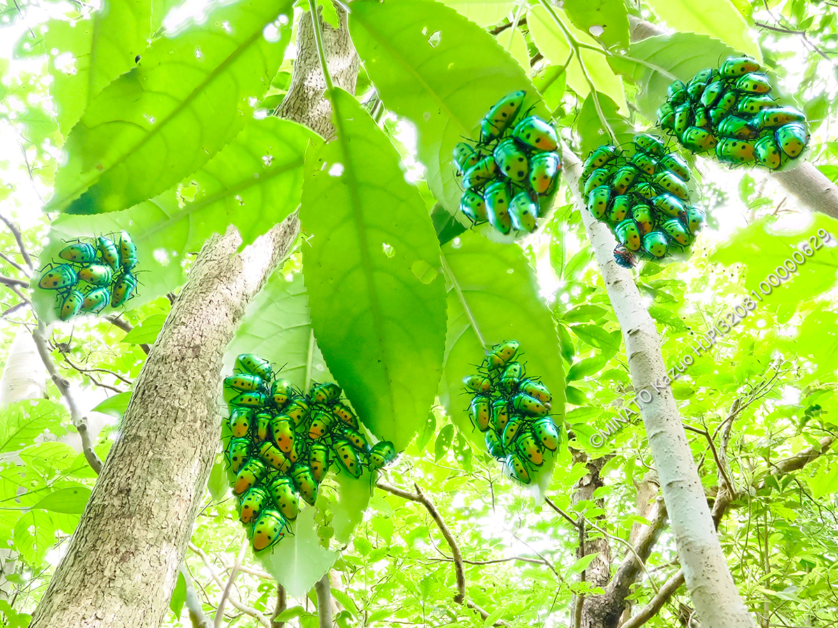 ナナホシキンカメムシ越冬集団