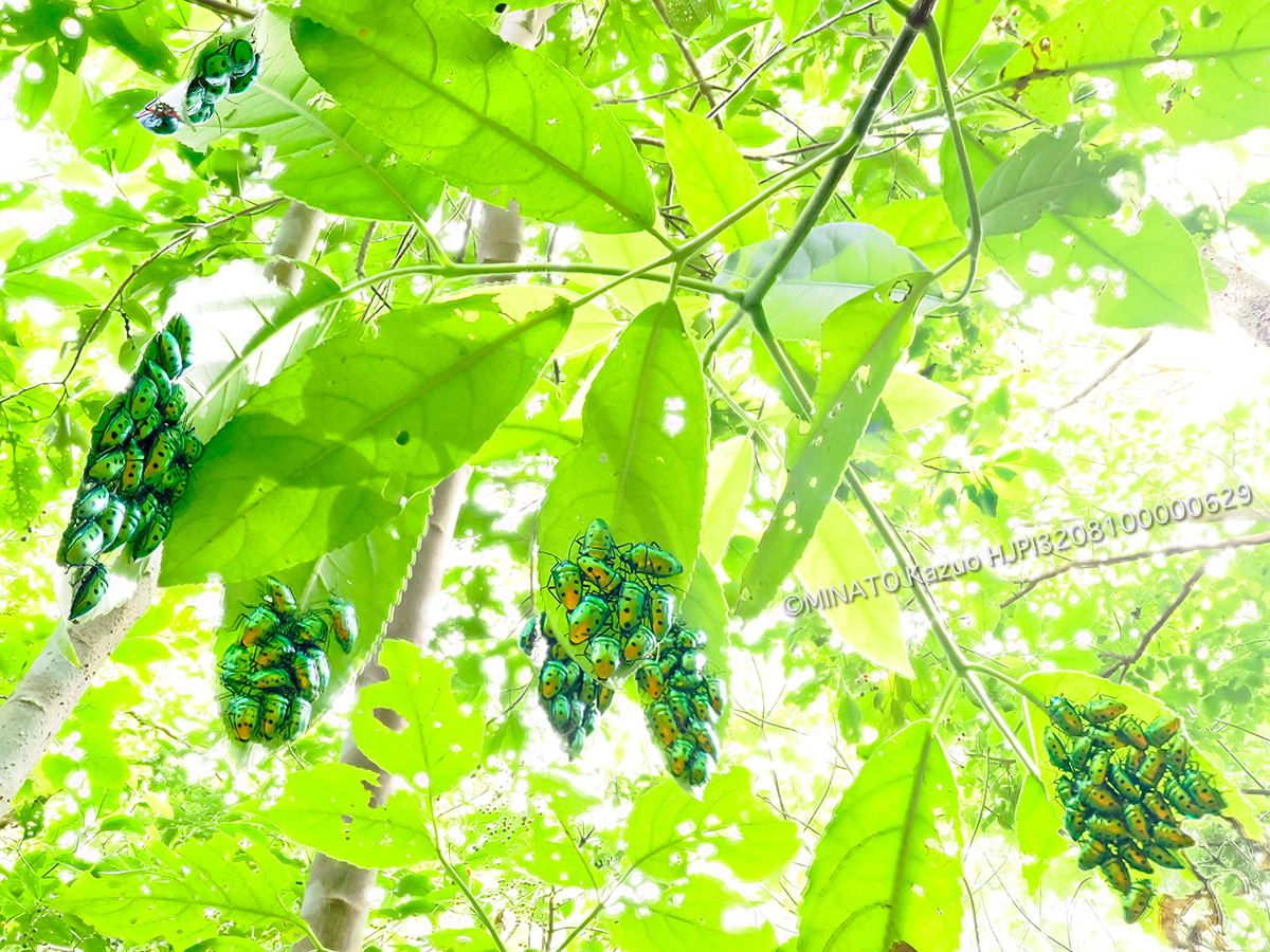 ナナホシキンカメムシ越冬集団