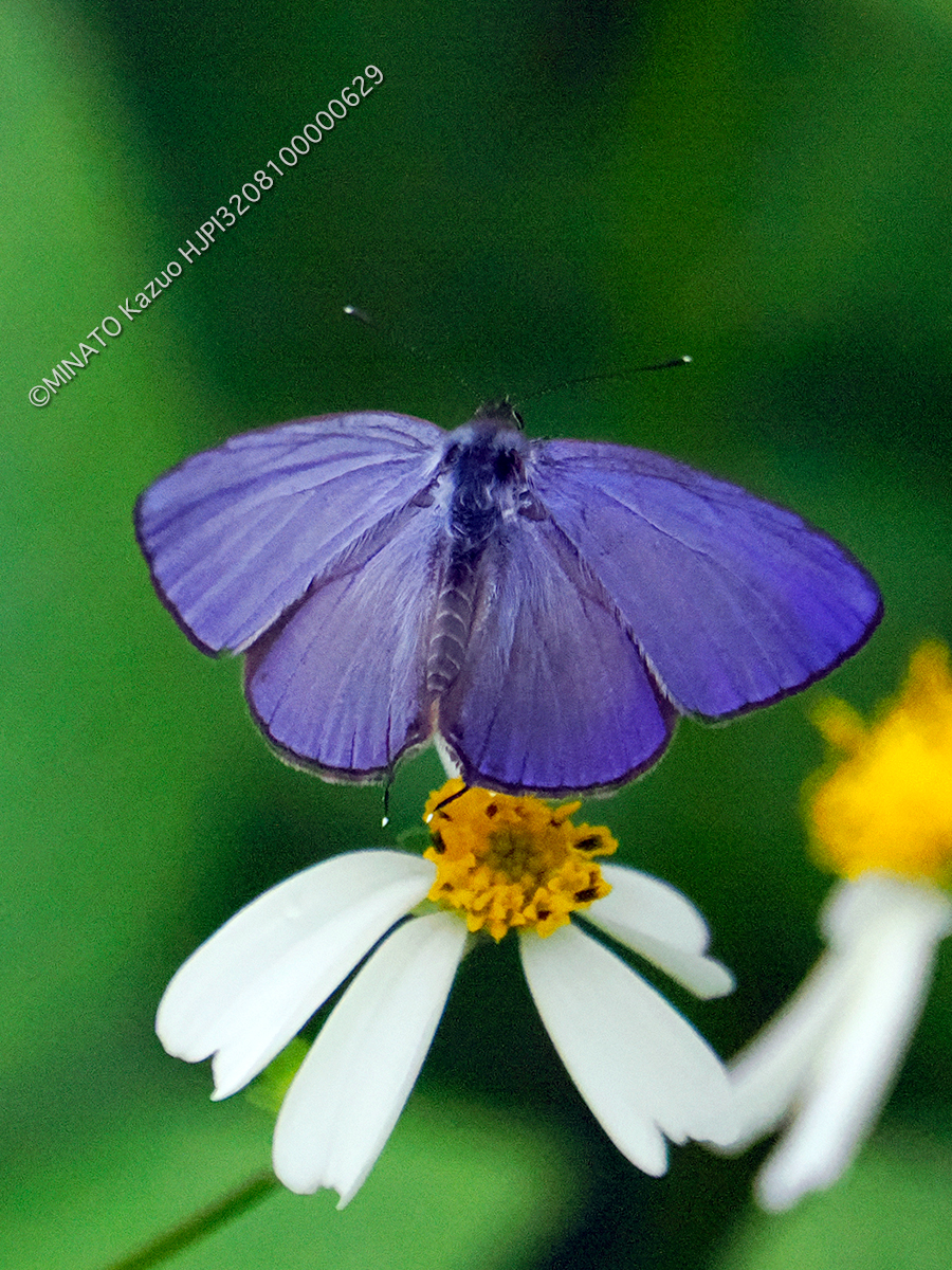 ルリウラナミシジミ雌