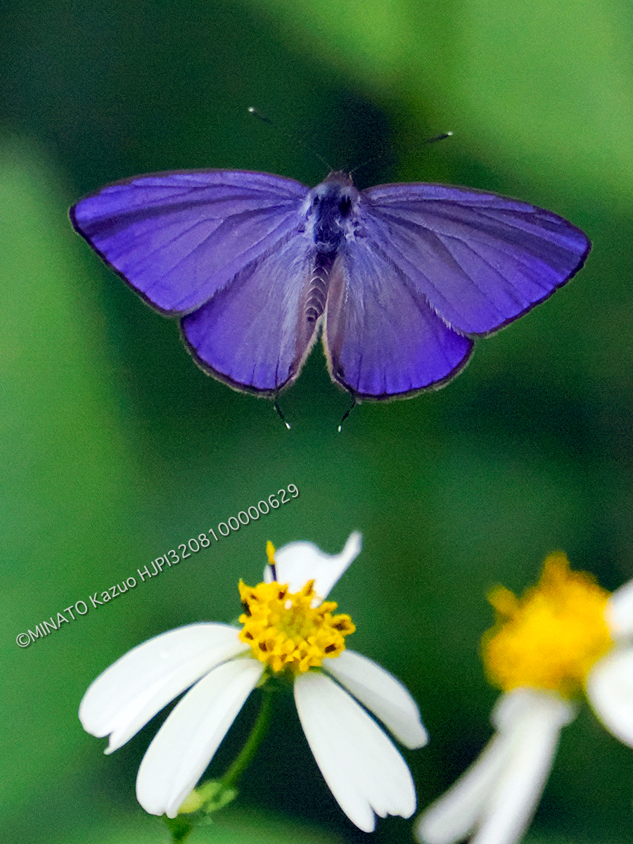 ルリウラナミシジミ雌