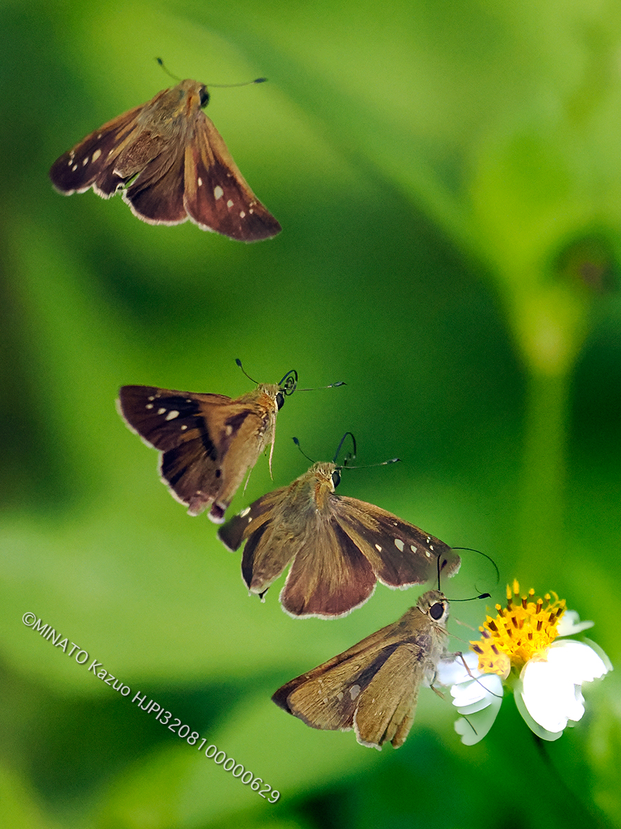 ユウレイセセリ