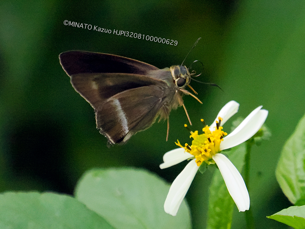 オキナワビロードセセリ